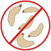 Maggot Control Springvale