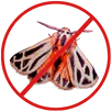 Moth Control Springvale