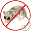 Possum Removal Springvale